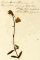 Common Rock Rose, Helianthemum nummularium, Albury Heath 1831, W.H. Carr collection at RHS Wisley Herbarium